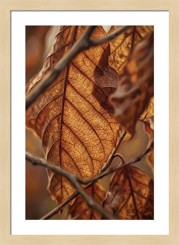 Autumn Leaf Veins In Macro