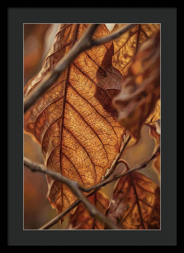 Autumn Leaf Veins In Macro