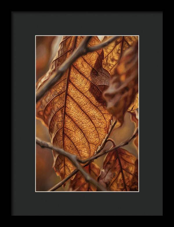 Autumn Leaf Veins In Macro