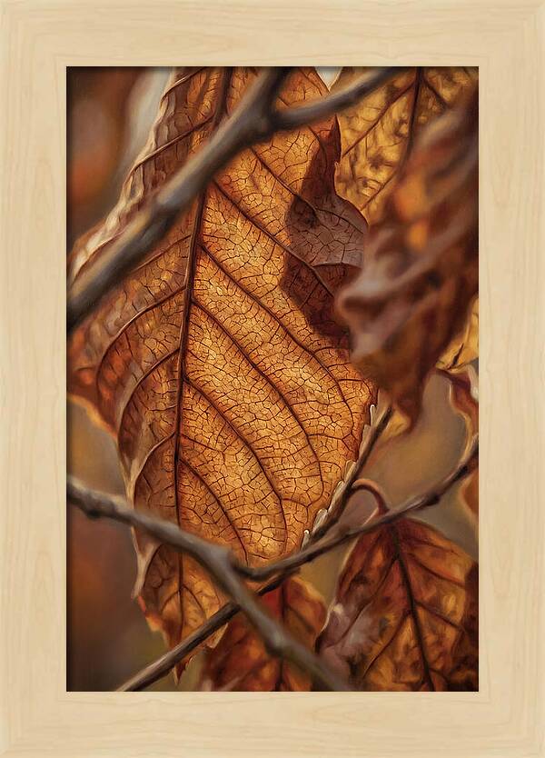Autumn Leaf Veins In Macro