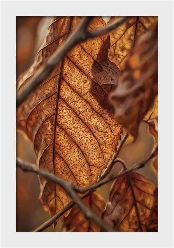 Autumn Leaf Veins In Macro