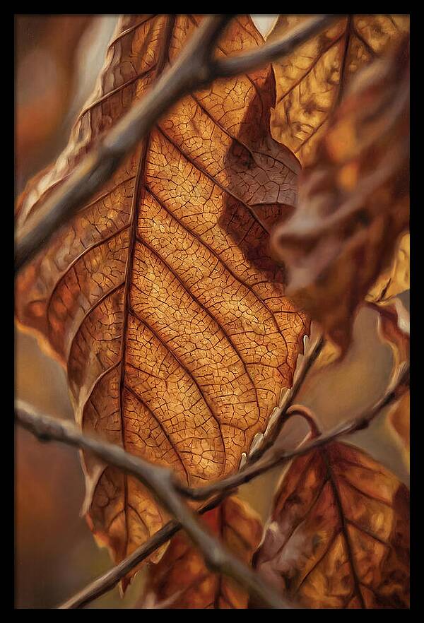Autumn Leaf Veins In Macro