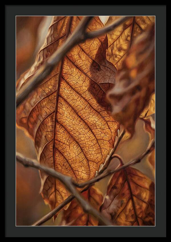 Autumn Leaf Veins In Macro