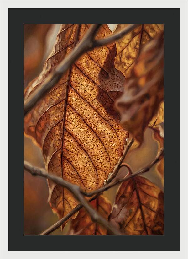 Autumn Leaf Veins In Macro