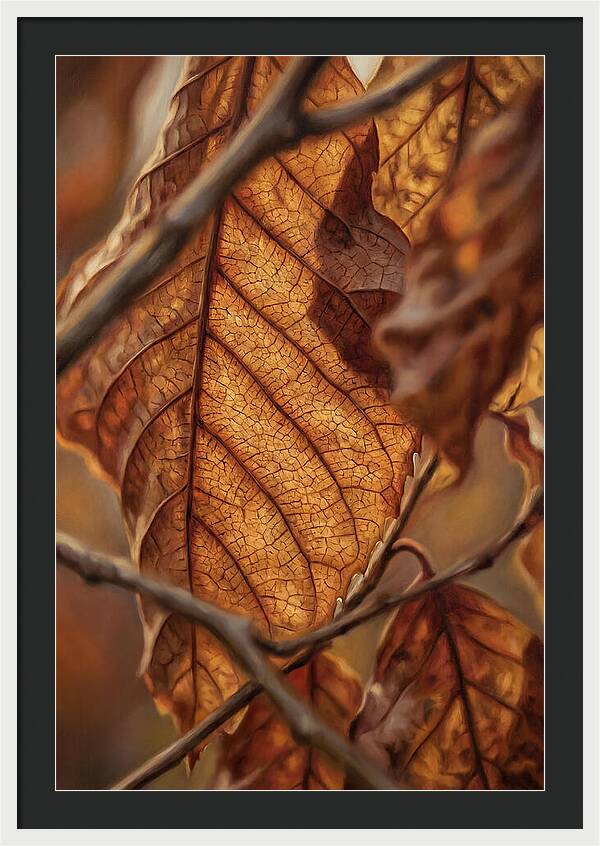 Autumn Leaf Veins In Macro