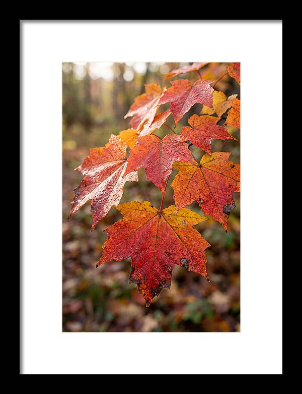 Autumn Leaves Glimmering Brightly