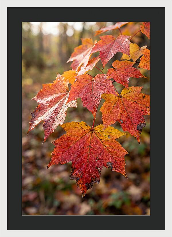 Autumn Leaves Glimmering Brightly