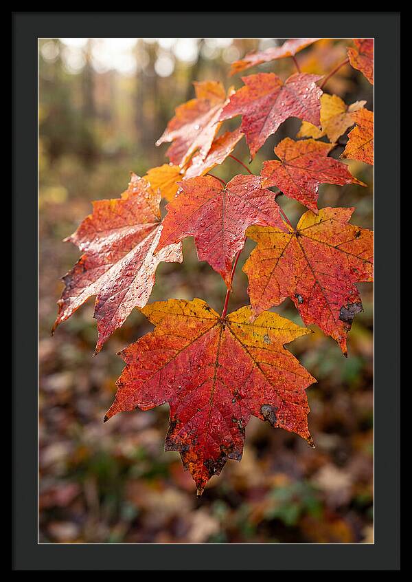 Autumn Leaves Glimmering Brightly
