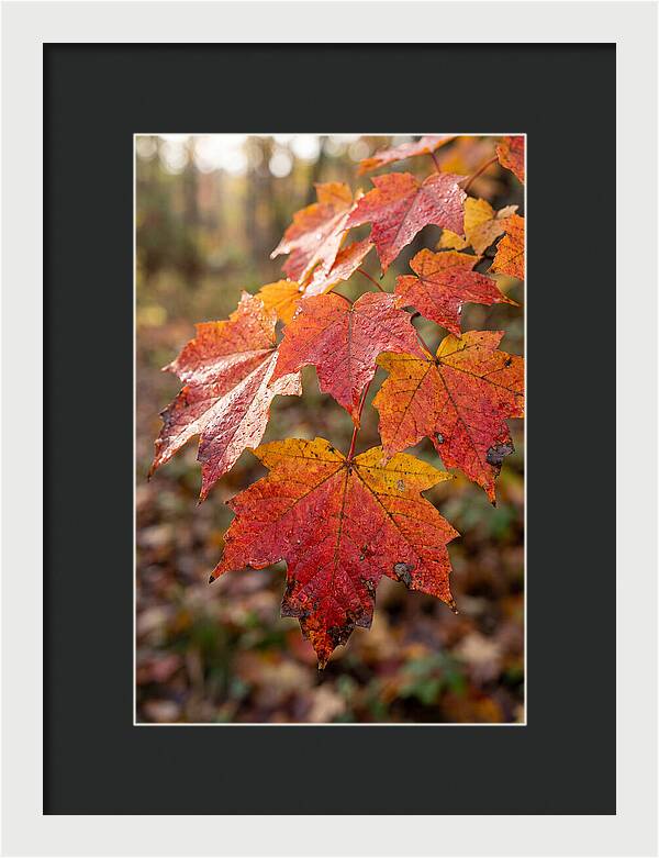 Autumn Leaves Glimmering Brightly