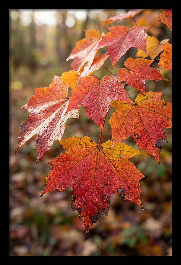 Autumn Leaves Glimmering Brightly