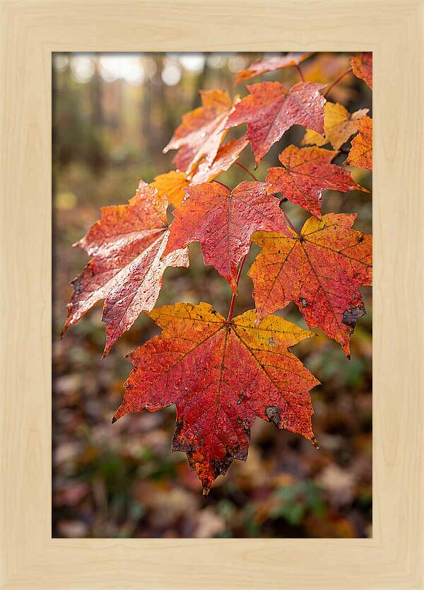 Autumn Leaves Glimmering Brightly