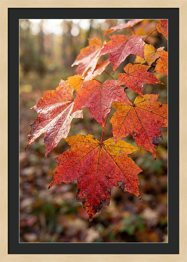 Autumn Leaves Glimmering Brightly