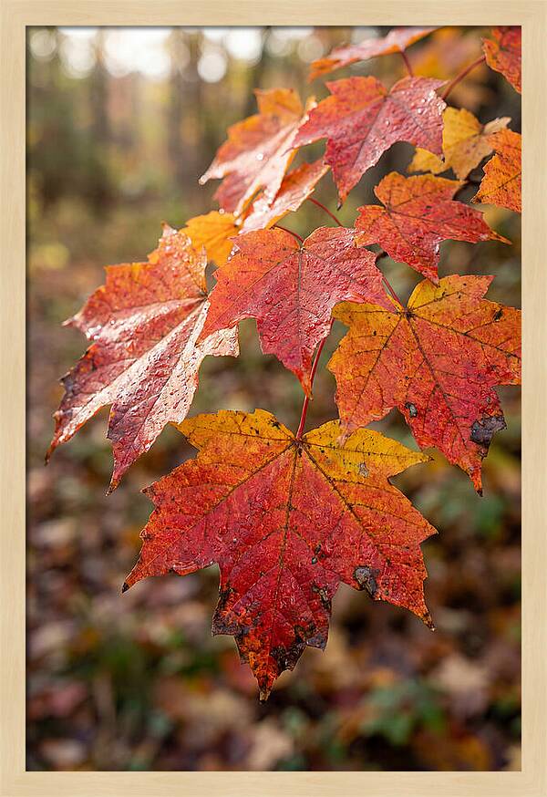 Autumn Leaves Glimmering Brightly