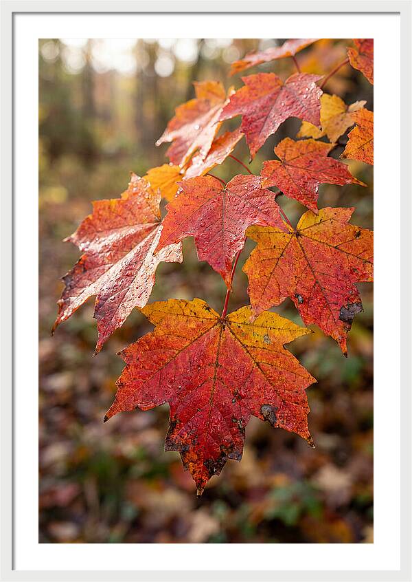 Autumn Leaves Glimmering Brightly