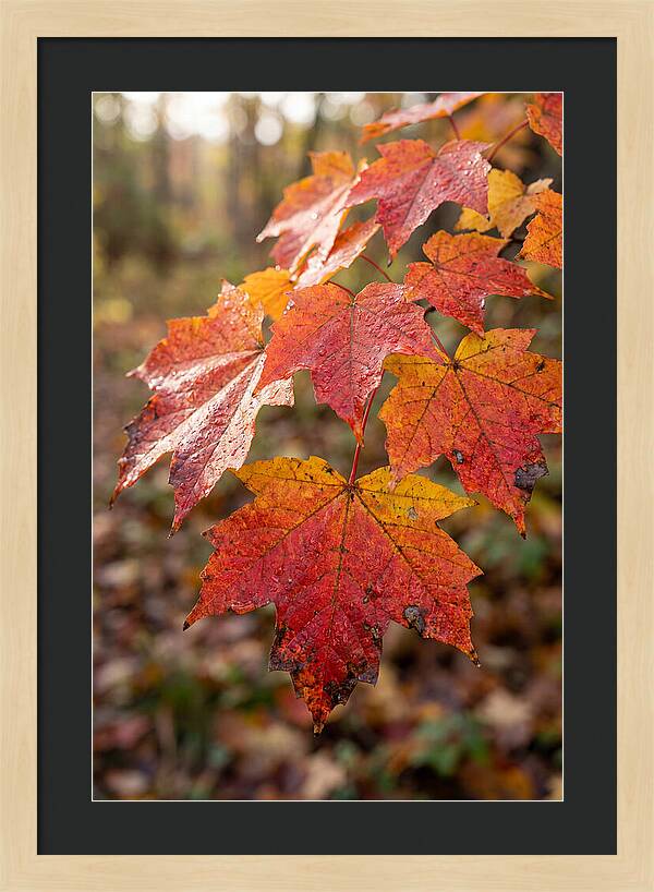Autumn Leaves Glimmering Brightly