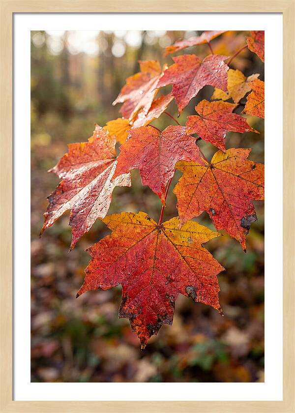 Autumn Leaves Glimmering Brightly