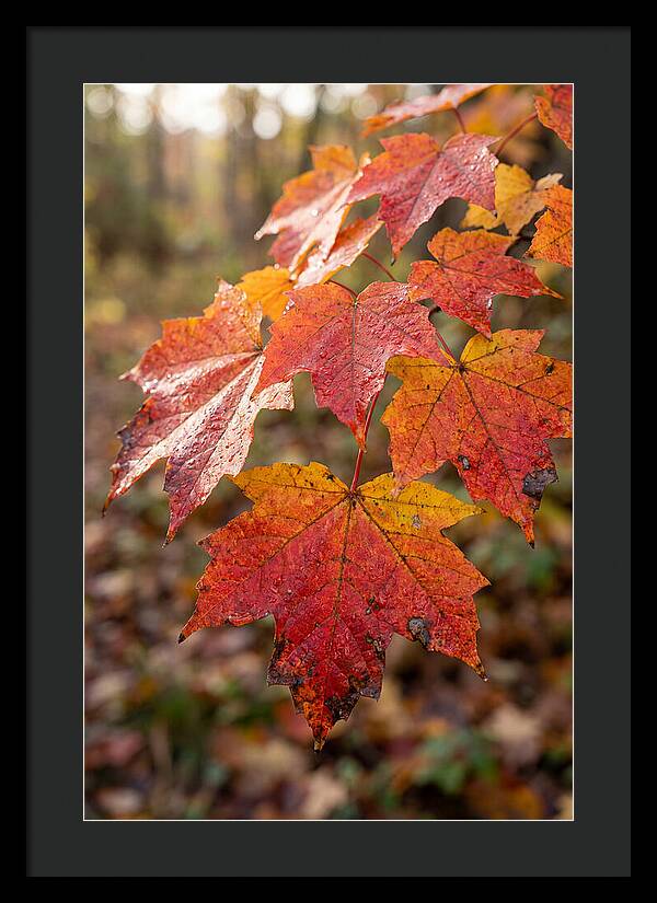 Autumn Leaves Glimmering Brightly