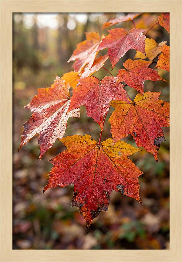 Autumn Leaves Glimmering Brightly