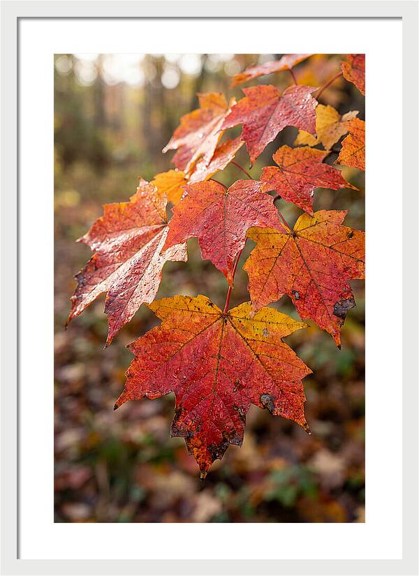 Autumn Leaves Glimmering Brightly
