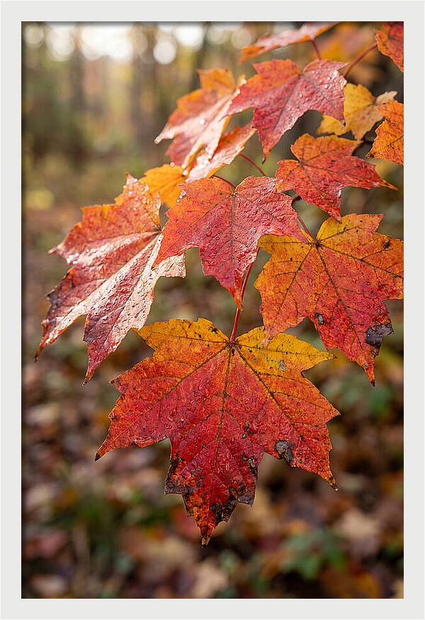 Autumn Leaves Glimmering Brightly