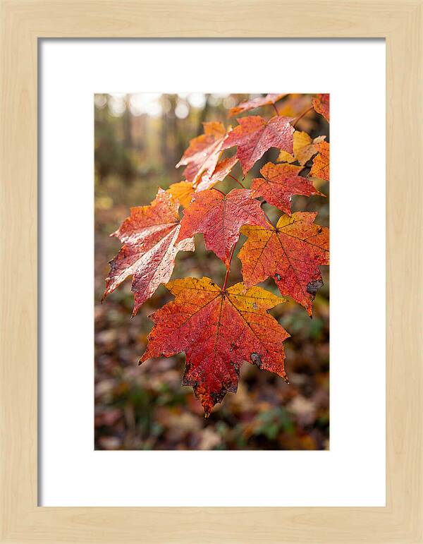 Autumn Leaves Glimmering Brightly