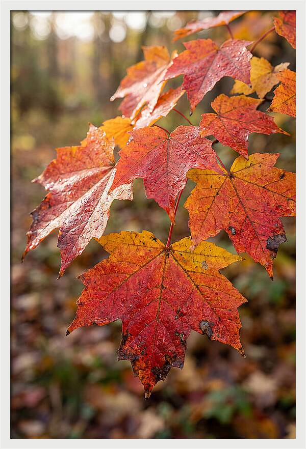 Autumn Leaves Glimmering Brightly