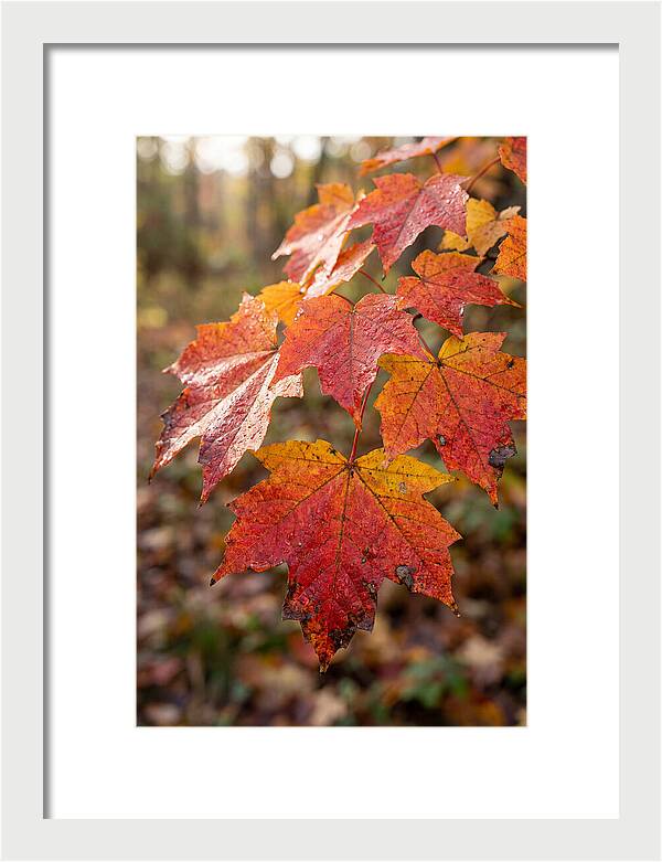 Autumn Leaves Glimmering Brightly
