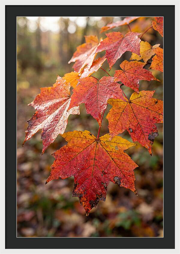 Autumn Leaves Glimmering Brightly