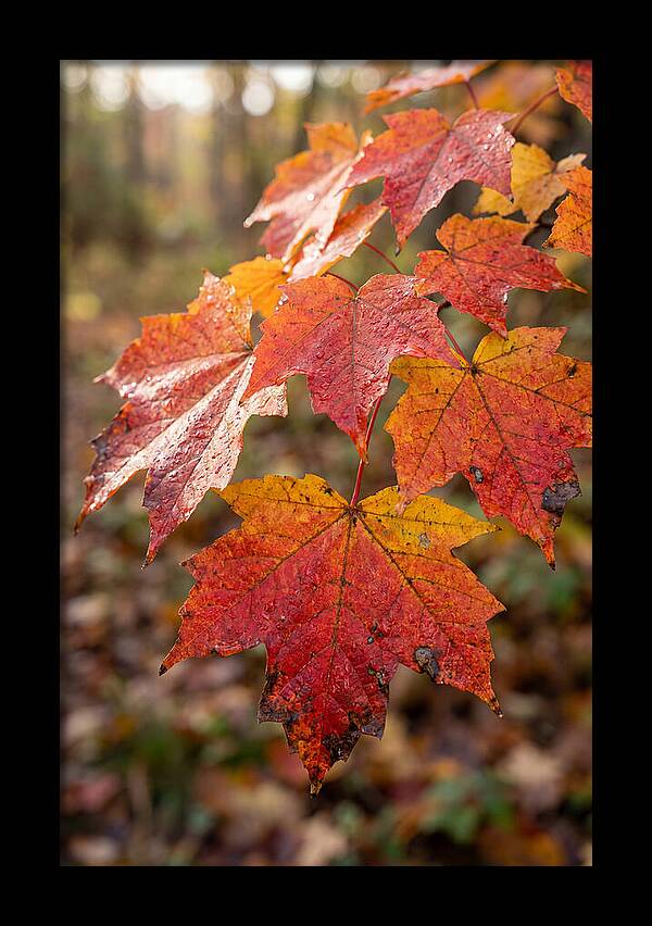 Autumn Leaves Glimmering Brightly