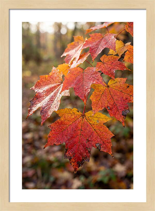 Autumn Leaves Glimmering Brightly