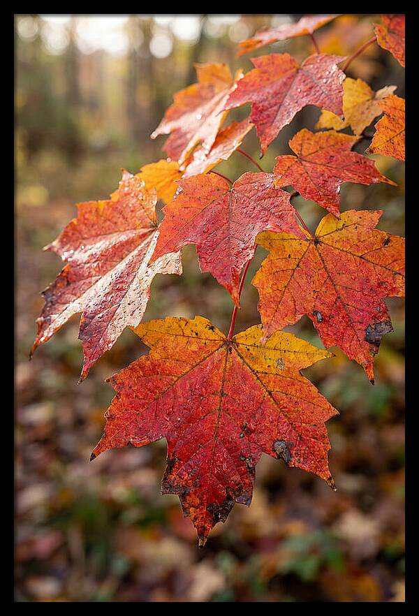 Autumn Leaves Glimmering Brightly
