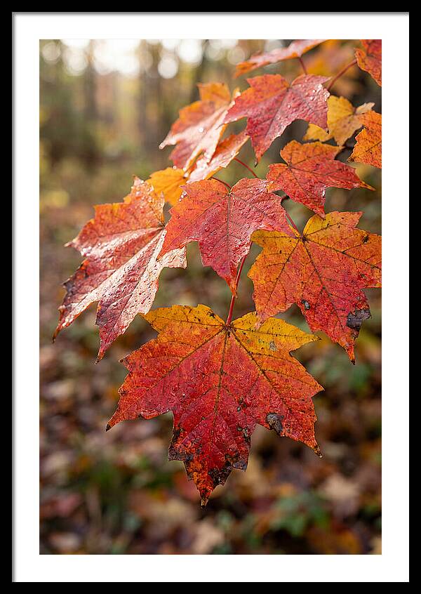 Autumn Leaves Glimmering Brightly