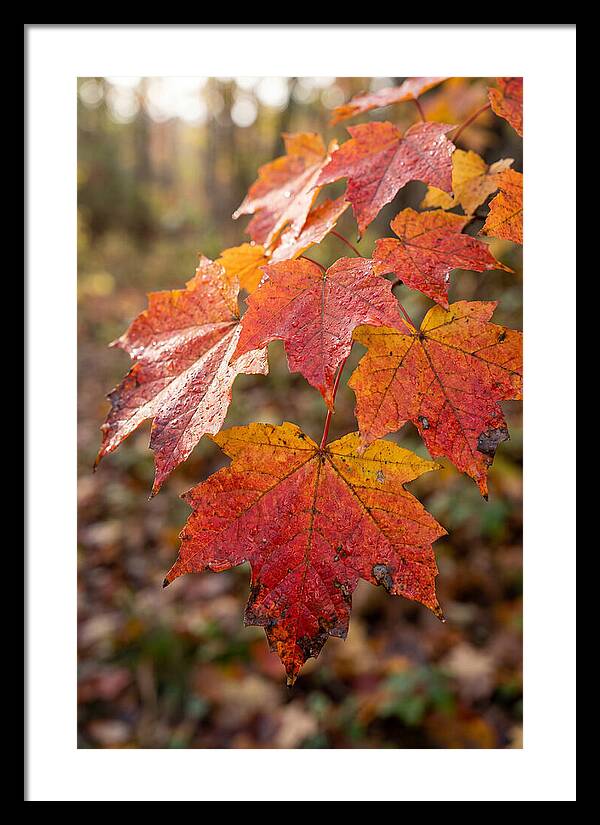 Autumn Leaves Glimmering Brightly