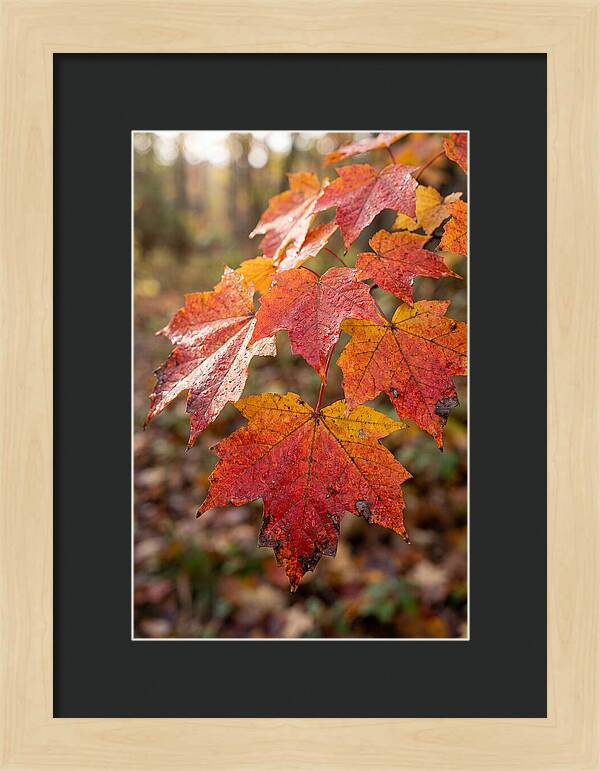 Autumn Leaves Glimmering Brightly