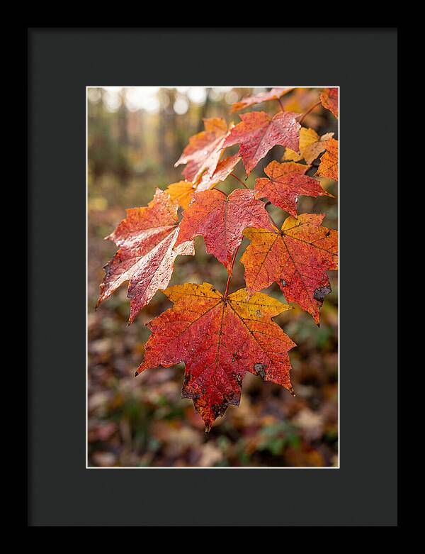 Autumn Leaves Glimmering Brightly