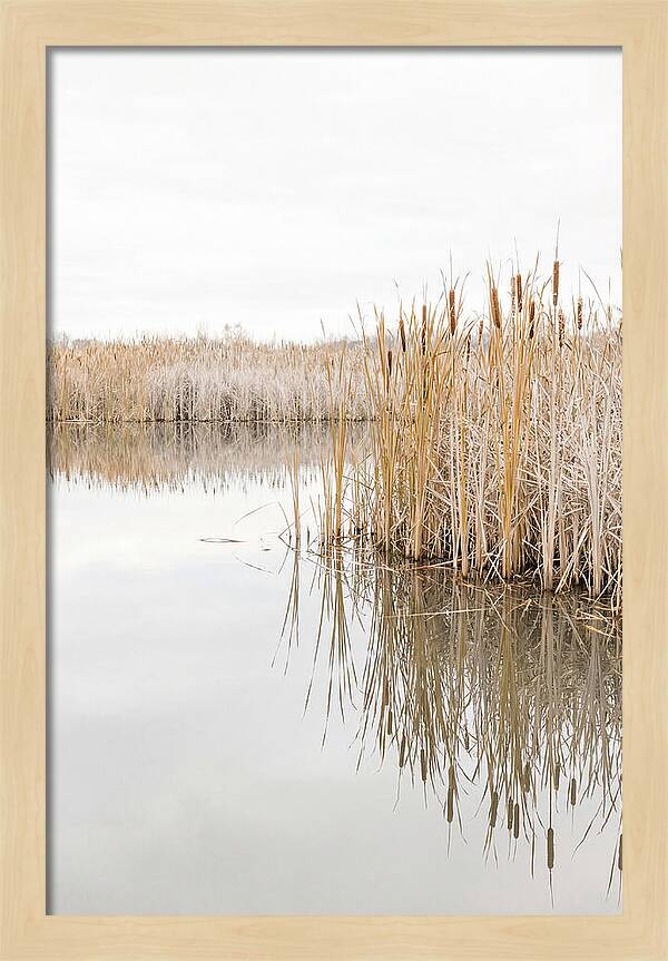 Autumn Marsh Reflections