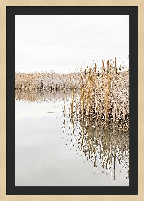 Autumn Marsh Reflections
