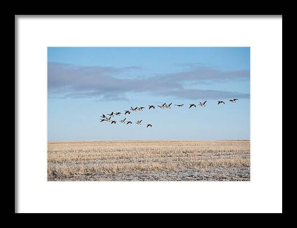 Autumn Migration Of Geese