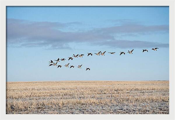Autumn Migration Of Geese