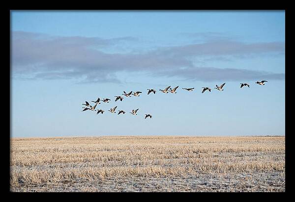 Autumn Migration Of Geese
