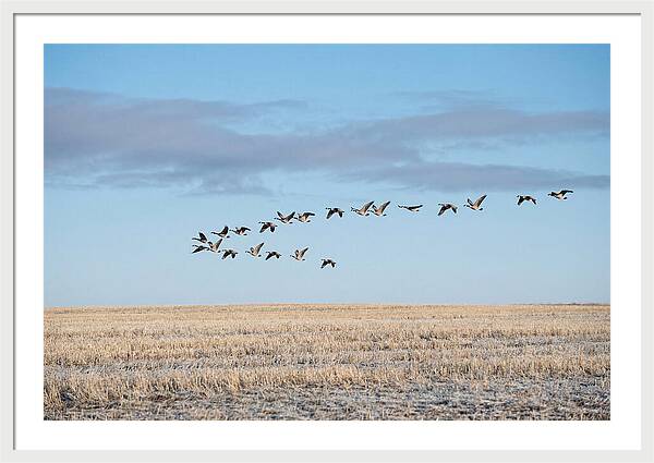 Autumn Migration Of Geese
