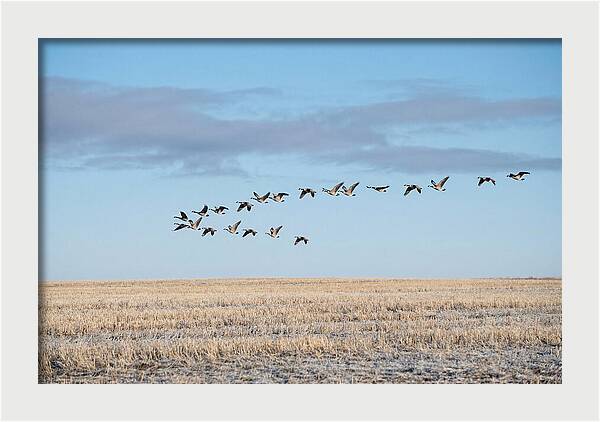 Autumn Migration Of Geese