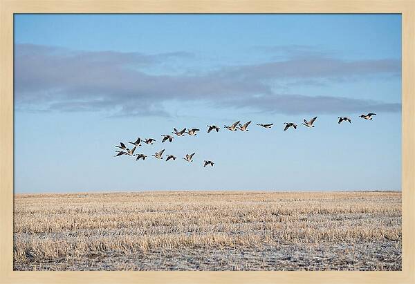Autumn Migration Of Geese