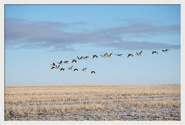 Autumn Migration Of Geese