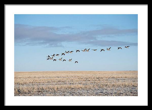 Autumn Migration Of Geese