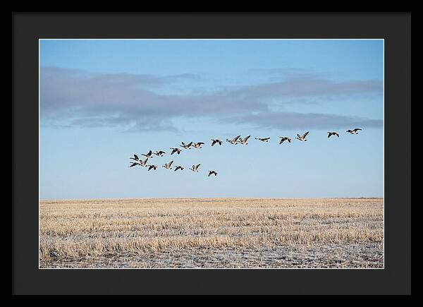 Autumn Migration Of Geese