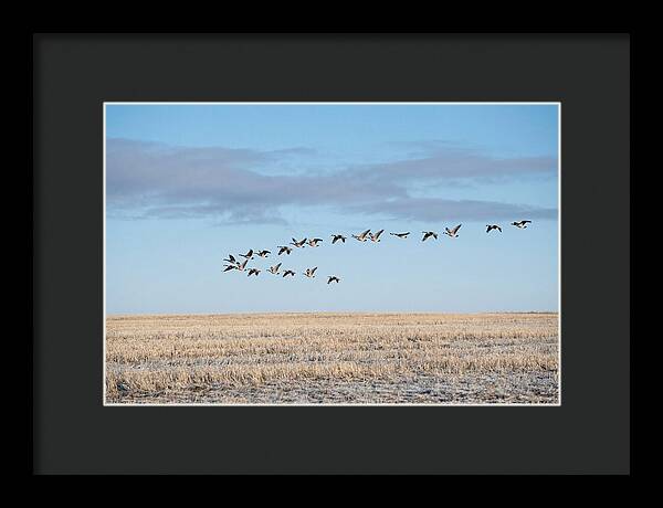 Autumn Migration Of Geese