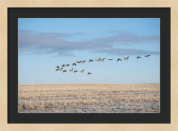 Autumn Migration Of Geese