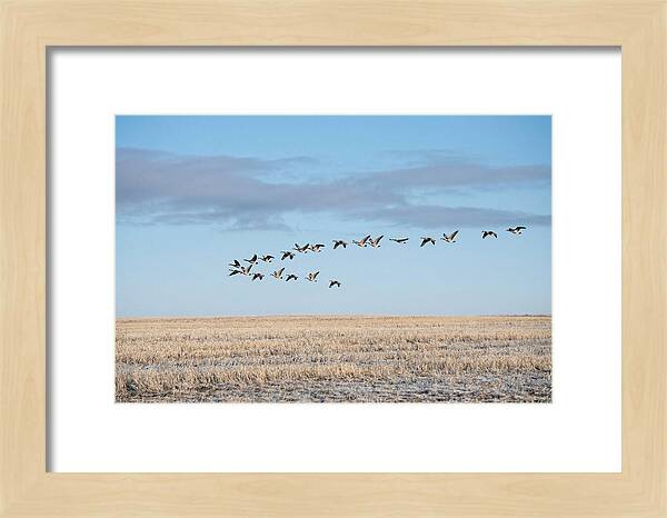 Autumn Migration Of Geese