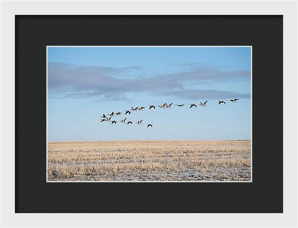 Autumn Migration Of Geese